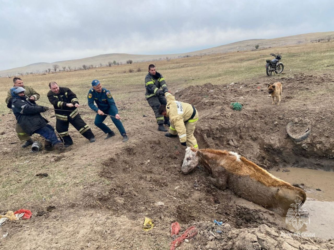 Спасатели верёвкой вытащили застрявшую в грязевой луже корову в Забайкалье