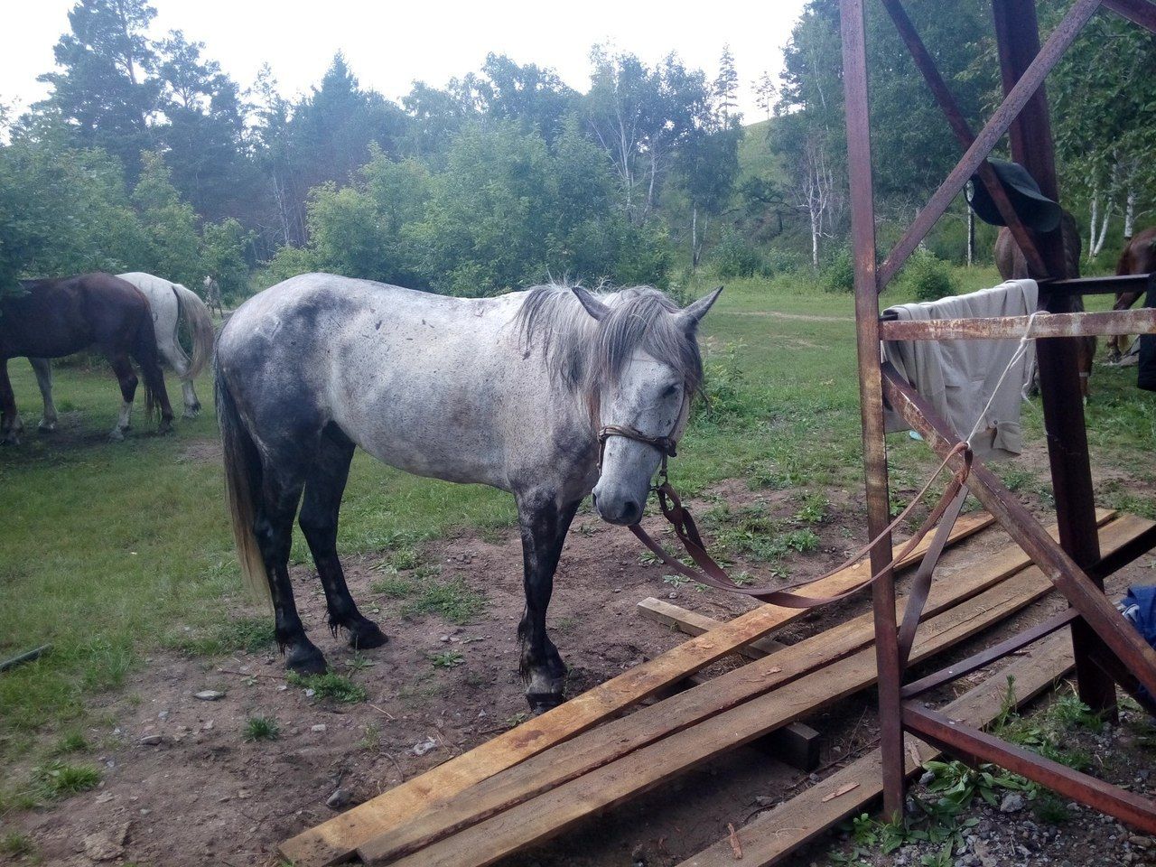 Продажа лошадей забайкальский. Лошади в селе. Забайкальская лошадь. Лошадь в доме. Лошади в Забайкальском крае.