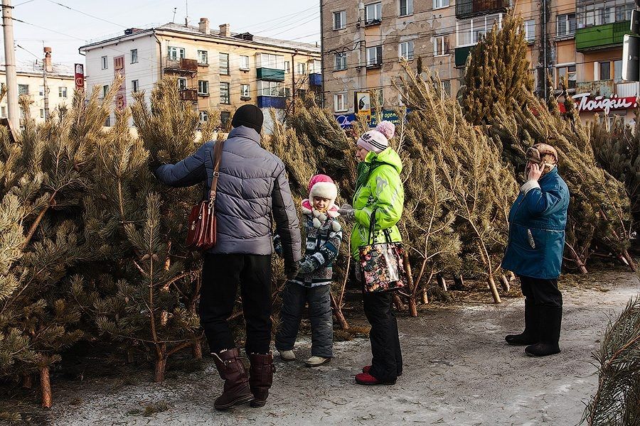 Чита декабрь. Чита елочные базары. Ёлочные базары в Чите. Елочные базары в г. Чита. Живые ёлки Чита.